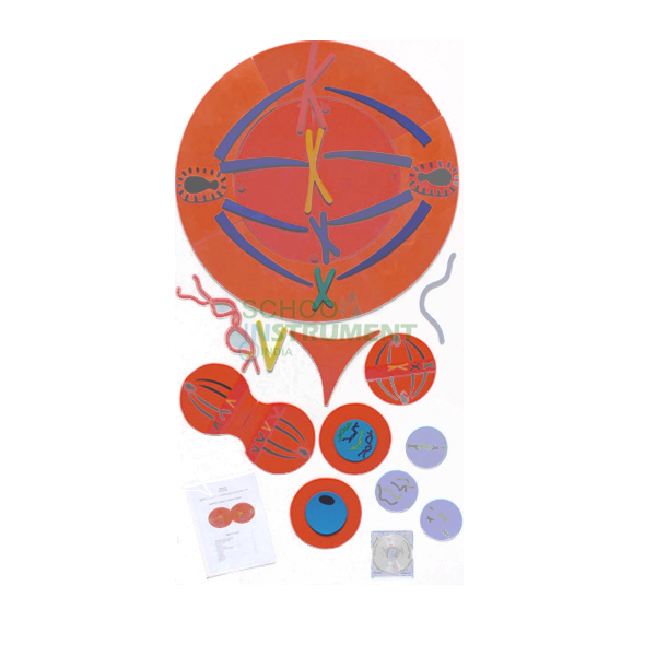 Mitosis Manipulatives Kit